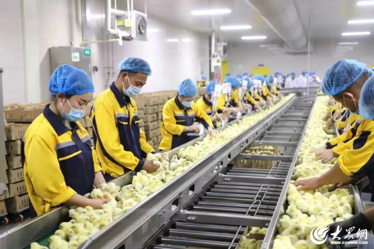 抢抓食品产业发展机遇，开启郯城乡村振兴“新”食代——粮食加工食品生产助力县域经济腾飞